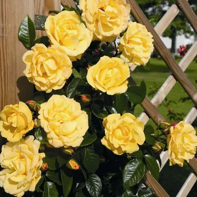 Роза Goldstern (Золотая корма́) саженцы: продажа, цена в Черкасской  области. Рассада и саженцы цветов от \"Цветущий сад\" - 657070801