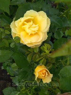 Роза Плетистая Goldstern - Плетистые - GardenPlants
