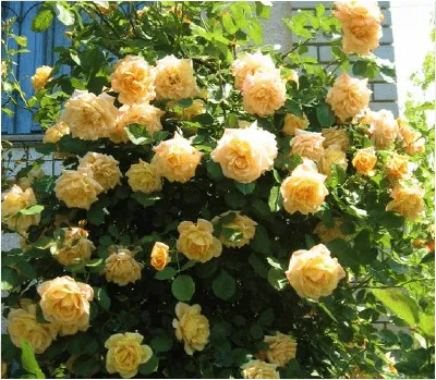 Роза плетистая Гуини, купить саженцы Розы плетистой Гуини в Москве в  питомнике недорого!