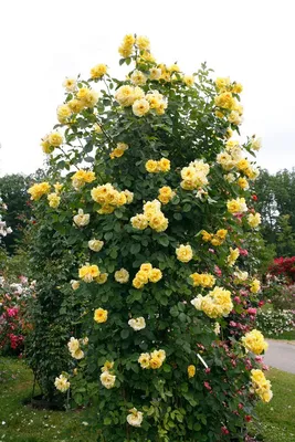 Голдштерн плетистая роза (30 фото) - 30 фото