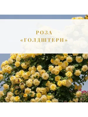 Купить саженцы роз в интернет-магазине \"Цветория\" с доставкой по всей  России.
