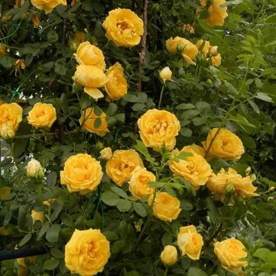 Роза плетистая Голдштерн – купить за 300 руб.