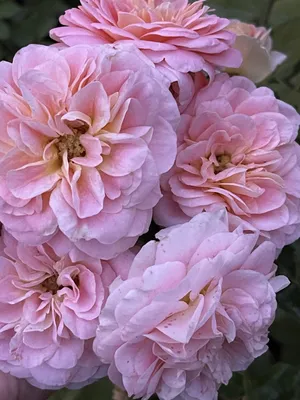 Саженцы розы Голден Парфюм купить в Москве по цене от 1 800 до 4500 руб. -  питомник растений Элитный Сад