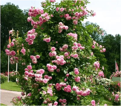 Cаженцы роз в Украине. Питомник роз, купить с доставкой почтой