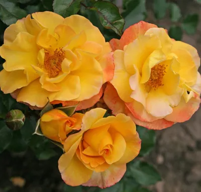 Роза чайно-гибридная Голдштерн Перл С2 купить недорого в интернет-магазине  товаров для сада Бауцентр