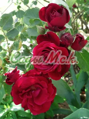 Роза плетистая Лавиния - купить по низкой цене с доставкой