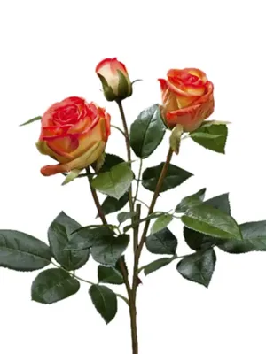 Мар-Гоша Роза Джема светло-персиковая с малиновым 56 см
