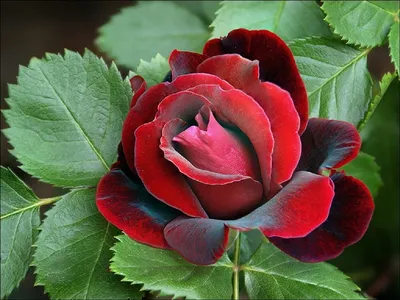 Мар-Гоша Искусственный цветок Роза Флорибунда Мидл 36 см