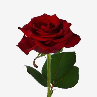 Роза Гран При, 70 см - заказать и купить цветы с доставкой | Donpion