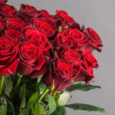 Букет из 19 бархатных роз Гран При 🌺 купить в Киеве с доставкой - цена от  Камелия