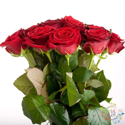 31 роза Гран При - купить с доставкой по Киеву, лучшая цена на 31 роза Гран  При на сайте цветов с доставкой Флорен