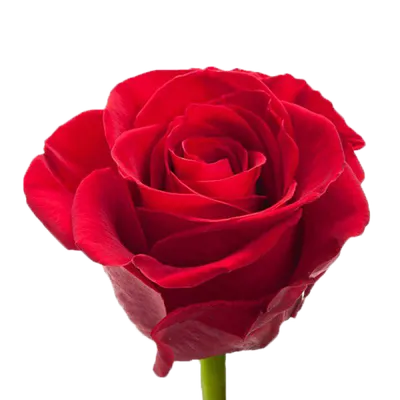 Букет из 25 роз Гран При 🌺 купить в Киеве с доставкой - цена от Камелия