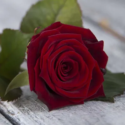 51 красная роза Гран При: купить 51 красная роза Гран При с доставкой по  Киеву и области | Golden Flora