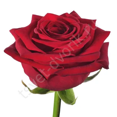 Бордовая роза Гран При с доставкой. Цена 125р.