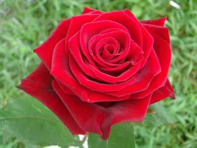 Купить Роза Гран При (красная) 60 см за 75 руб.