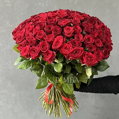 Купить 51 красную розу Гран При 60 см - pandafl.com.ua