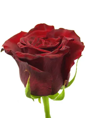 Роза Гран При L8 купить с доставкой в Украине | Розы (украина) в интернет  магазине Шарм24