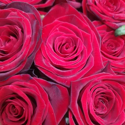 51 красная роза Гран При 90 см - заказать с доставкой по Украине