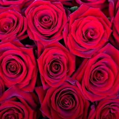 Купить, Заказать 101 красная роза Гран При с доставкой  Черноморск(Ильичевск) Украина | Мисс Флора