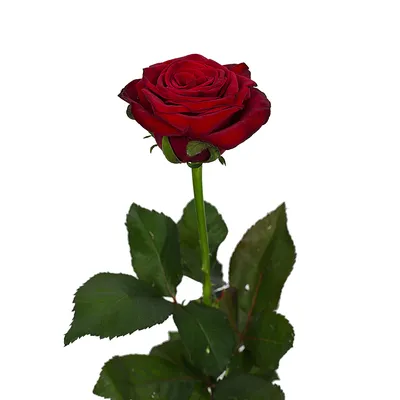 Роза Гран При - Свiт Квiтiв - Большой выбор цветов - Доставка по г. Киев