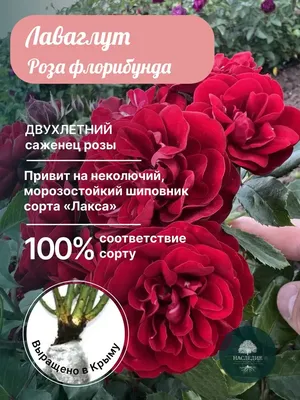 Каталог / Сады Сибири