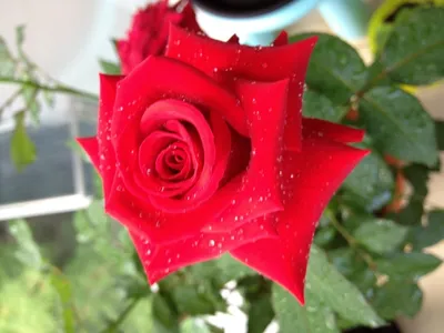 Роза чайно-гибридная Гранд Гала — Рассада цветов и овощей.