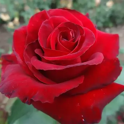 Роза Гранд Гала (Однолетний, ОКС) - купить Розы чайно-гибридные в Киеве и  Украине, выгодная цена Роза Гранд Гала в интернет-магазине Agrostore ТМ  (Агростор)