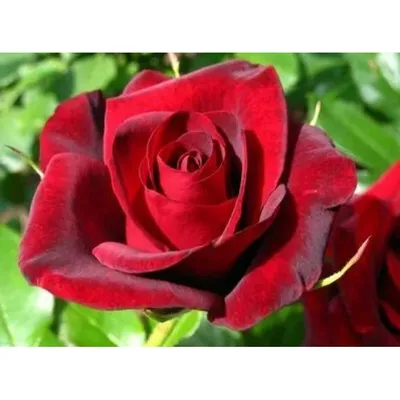 Роза Гранд Гала (ID#558072126), цена: 75 ₴, купить на Prom.ua