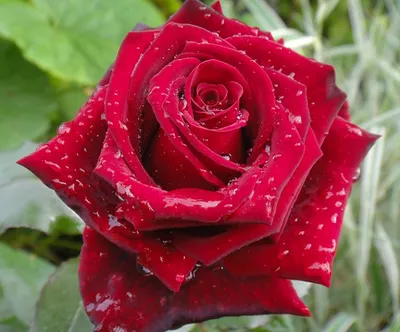 File:Rose, Grand Gala, バラ, グラン ガラ, (8636829165).jpg - Wikimedia Commons