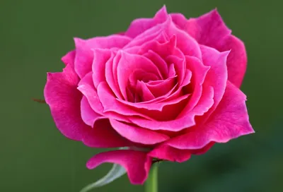 Photos Rose Grand Gala - Blüten 1 | Garten-de.com