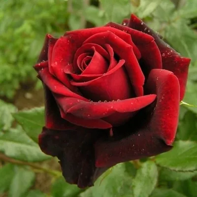 Роза Гранд гала розовая (ч.-гибрид, розов)