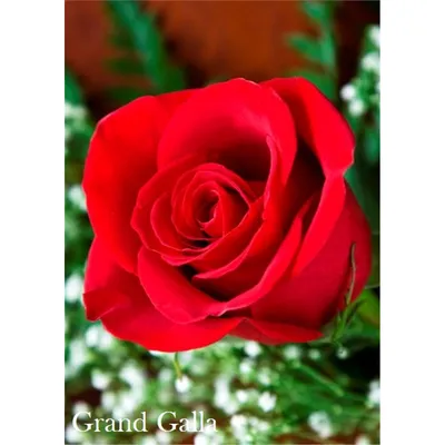Роза чайно-гибридная Гранд Гала розовая в горшке 2,1 л, каталог, цены, фото  - купить в Москве