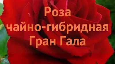 Роза Гранд Гала розовая - 70 фото