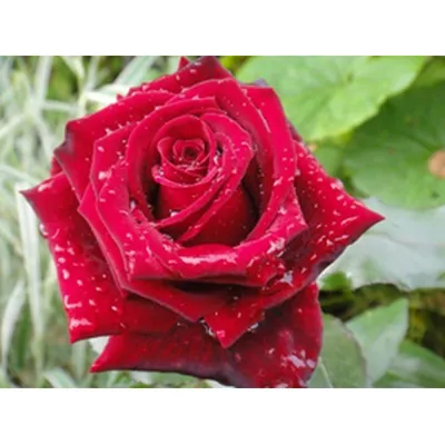 Роза Гранд Гала (Однолетний, ОКС) - купить Розы чайно-гибридные в Киеве и  Украине, выгодная цена Роза Гранд Гала в интернет-магазине Agrostore ТМ  (Агростор)