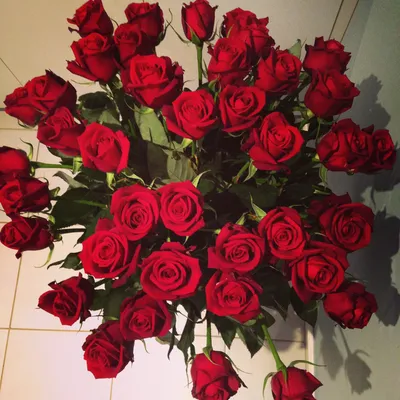 Роза Гранд Гала красная – купить в Алматы по цене 1100 тенге –  интернет-магазин Леруа Мерлен Казахстан