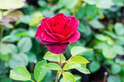 Роза Гранд Гала - купить саженцы роз. Каталог роз 2024