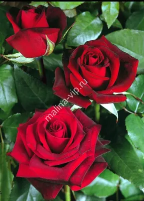 40 grand gala long stem roses | Rose, Floral wreath, Flowers