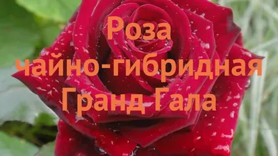 Роза чайно-гибридная Гран Гала (Grand Gala) - Чайно гибридные розы, купить  с доставкой по Москве и Московской области, сорта, цены за штуку, названия,  фото