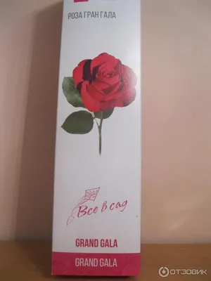 Чайно-гибридная роза Гран Гала (Grand Gala)