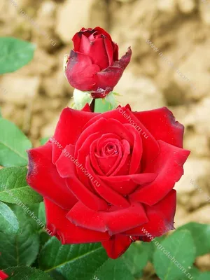 Роза чайно-гибридная Розовый Гранд Гала – купить в Алматы по цене 1280  тенге – интернет-магазин Леруа Мерлен Казахстан