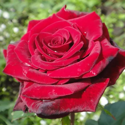 Роза Гранд Гала купить саженцы, описание сорта | Бахмутский питомник