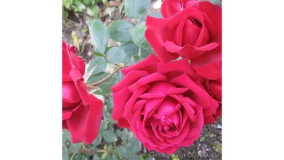 Отзыв о Посадочный материал Все в сад \"Роза Гранд Гала\" | Надеюсь...