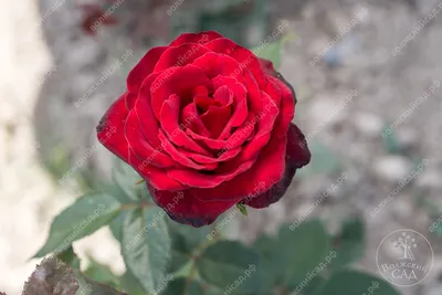 Роза Гранд Гала — фото и описание сорта с отзывами