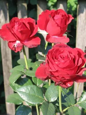 Купить саженцы розы чайно гибридной Гранд Гала с доставкой в Москве