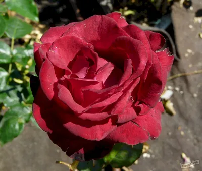 Роза Гранд Гала - описание сорта чайно-гибридной розы, посадка