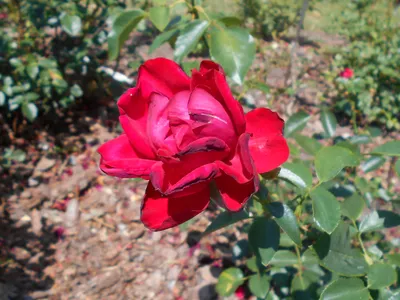 Rose GRANDHOTEL 'Mactel', red flowers, roses on a muted background, nicely  photographed, close up, in full bloom Stock Photo - Alamy