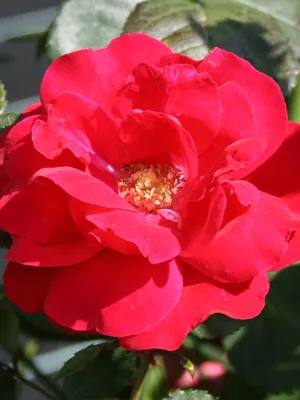 Rosa GRAND HOTEL `Mactel`, Red Flowers in Full Bloom Stock Photo - Image of  colorful, vase: 187514236