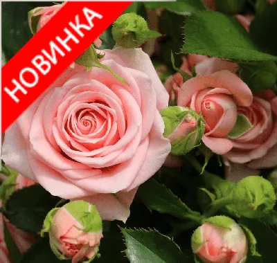 Грация.Пале Пинк спрей роза.Gracia.Pale Pink spray rose.Спрей розы .Описание.Фото.Отзывы.Купить