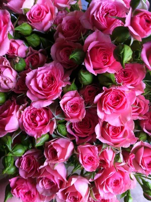 Gracia spray roses: all year $ | Pink flowers, Flowers, Hot pink flowers