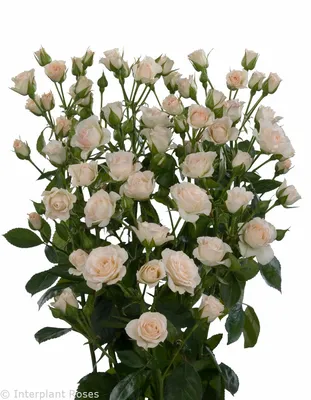 Cream Gracia | Interplant Roses | Purple wedding flowers, July flowers,  Spray roses